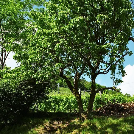 Ca'sandra - Refuge Among The Prosecco Vines